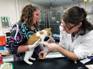 А как реагируют на стрижку когтей кошки в вашей клинике? (фото автора статьи)