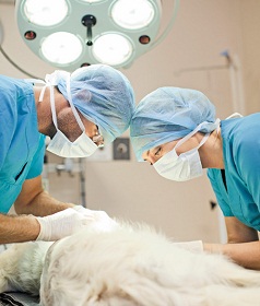Как улучшить ежедневную работу ветеринарной хирургии?