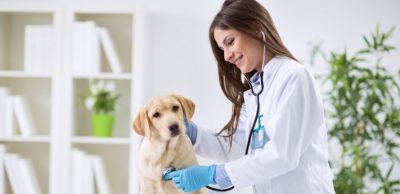 10 крутых советов по найму ветеринара